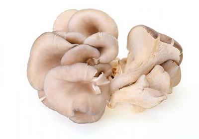 平菇可以和鸡蛋一起吃吗