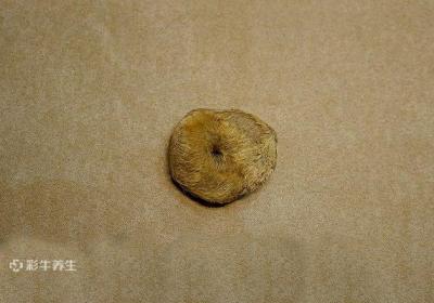 麝香是什么动物身上的哪个部位