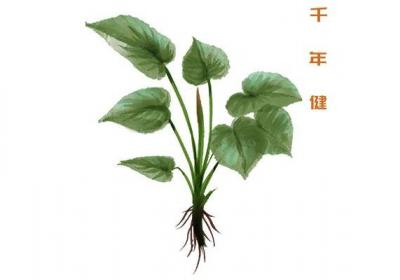 千年健的功效与作用