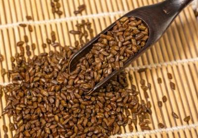 决明子茶的功效与作用、禁忌和食用方法