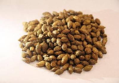 中医治疗可以治好胃炎吗