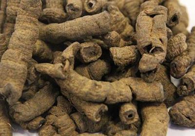 巴戟天正确泡水方法
