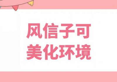 风信子的功效与作用及禁忌有哪些？风信子竟还有这些用处