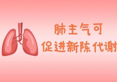 肺的作用和功能是什么？