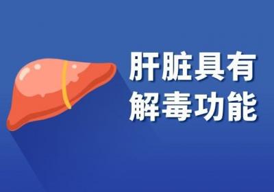 肝脏的功能和作用有哪些？这四大作用是最突出的！