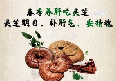 春季养肝可以吃的中药有哪些？试试这五种，效果超出你的想象