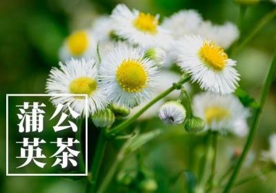 春季养肝喝的茶有哪些？这几种一定要多喝