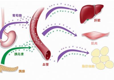 解锁胰岛素及胰岛素的功能、胰岛素的作用
