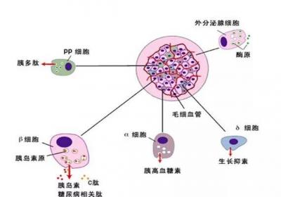 导致人体内的葡萄糖升高的原因什么