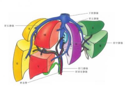 作为体内的重要器官五脏之一的肝，到底有哪些功能作用呢