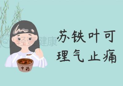 苏铁叶的功效与作用及禁忌