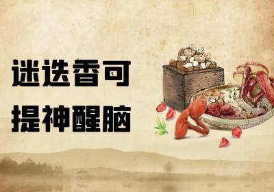 迷迭香的功效与作用及禁忌