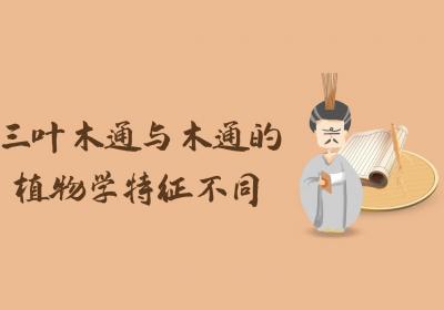 三叶木通与木通的区别有哪些？两者有这些不同之处