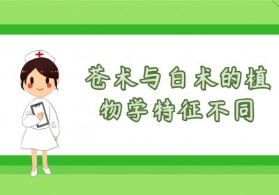 苍术与白术的区别是什么？
