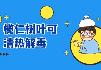 榄仁树叶的功效与作用及禁忌