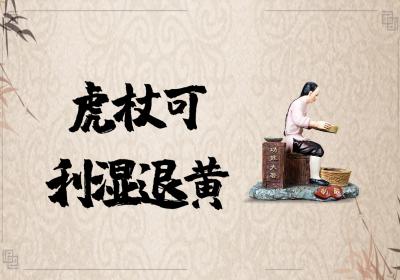 虎杖的功效与作用及禁忌