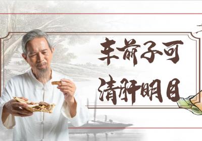 车前子的功效与作用及禁忌