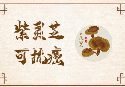 紫灵芝的功效与作用及禁忌