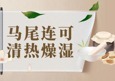 马尾连的功效与作用及禁忌