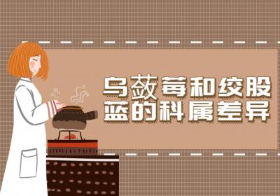 乌蔹莓和绞股蓝的区别有哪些？两者有这些不同之处