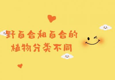 野百合和百合的区别有哪些？两者有这些不同之处