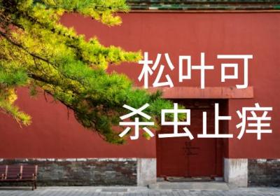 松叶的功效与作用及禁忌有哪些？