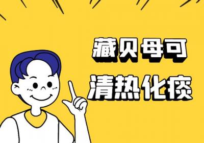藏贝母的功效与作用及禁忌有哪些？
