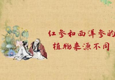 红参和西洋参的区别有哪些？两者有这些不同之处