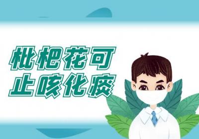 关于枇杷花的功效与作用及禁忌你了解多少？
