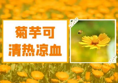 菊芋的功效与作用及禁忌有哪些？