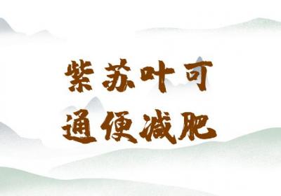 紫苏叶的功效与作用及禁忌