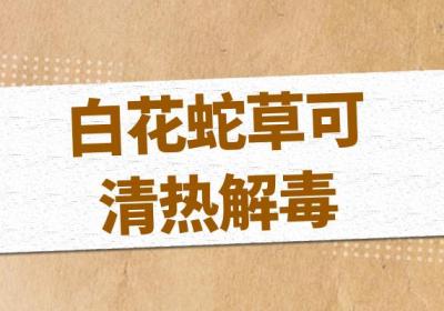关于白花蛇草的功效与作用及禁忌你了解多少？