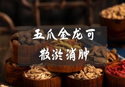 五爪金龙的功效与作用及禁忌有哪些？