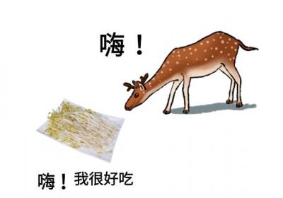 黄豆芽和黑豆芽的区别有哪些？两者有这些不同之处