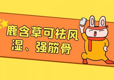 关于鹿含草的功效与作用及禁忌你了解多少？