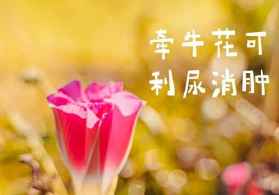 关于牵牛花的功效与作用及禁忌你了解多少？