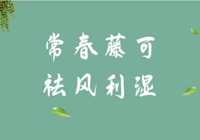 常春藤的功效与作用有哪些？常春藤不适合哪些人食用？