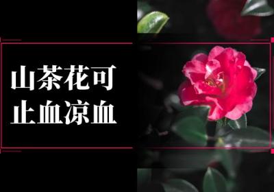 山茶花的功效与作用及禁忌有哪些？山茶花竟能带来这些好处