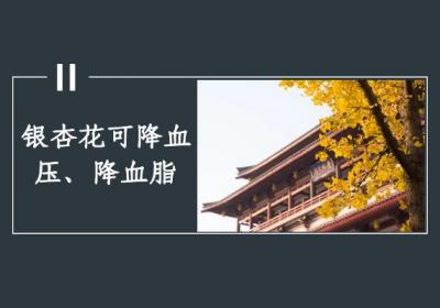 银杏花的功效与作用及禁忌有哪些？