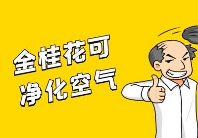 金桂花的功效与作用及禁忌有哪些？