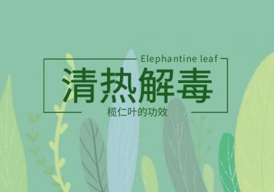 关于榄仁叶的功效与作用及禁忌你了解多少？