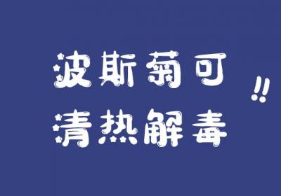 关于波斯菊的功效与作用及禁忌你了解多少？