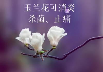 玉兰花的功效与作用及禁忌有哪些？