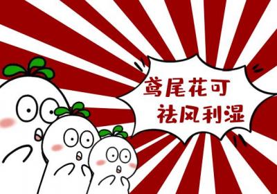 关于鸢尾花的功效与作用及禁忌你了解多少？
