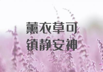 关于薰衣草的功效与作用及禁忌你了解多少？