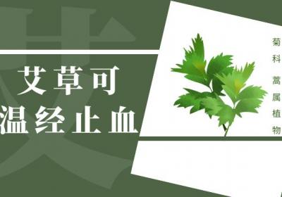 艾草的功效与作用及禁忌有哪些？