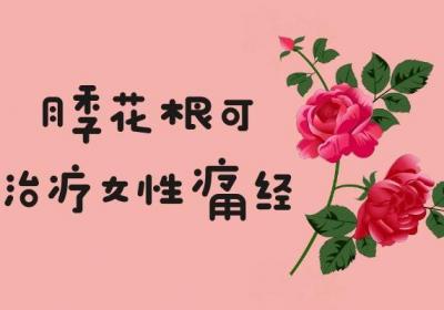 月季花根的功效与作用及禁忌有哪些？