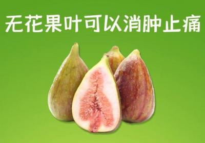 无花果叶的功效与作用及禁忌有哪些？