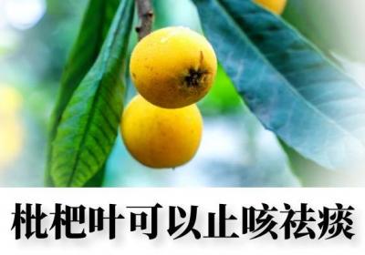 关于枇杷叶的功效与作用及禁忌你了解多少？
