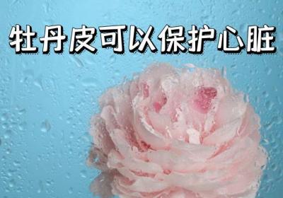 牡丹皮的功效与作用及禁忌有哪些？
